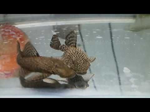 fishdiscount akowa aquarium combat femelles Ancistrus