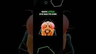 How Do Flies See the World?