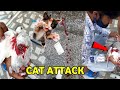 CAT ATTACK ON MY PIGEONS