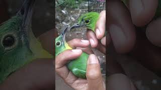 perbedaan ijo muda jantan dan betina #kicaumania #burung #cucakijo #hobikicauchannel perbedaan ijo muda jantan dan betina #kicaumania #burung #cucakijo #hobikicauchannel