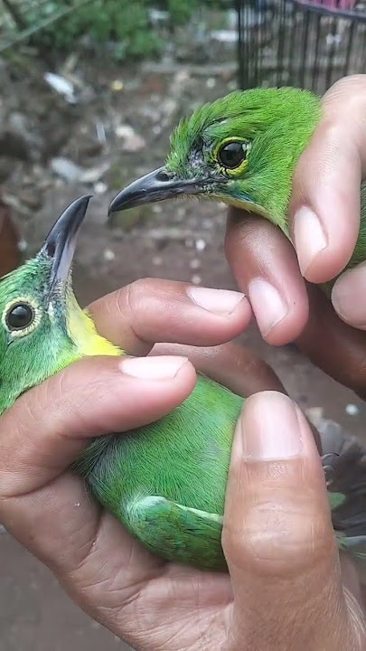 perbedaan ijo muda jantan dan betina #kicaumania #burung #cucakijo #hobikicauchannel