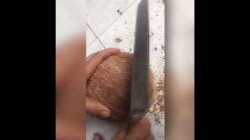 #34 Farms Oddly Satisfying Cutting old Coconut Fruit/Cách bổ quả dừa khô để lấy nước cốt #Shorts
