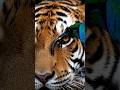 A giant tiger helped by magnificent bird #wildlife #bird #tiger #Asmr #Worm