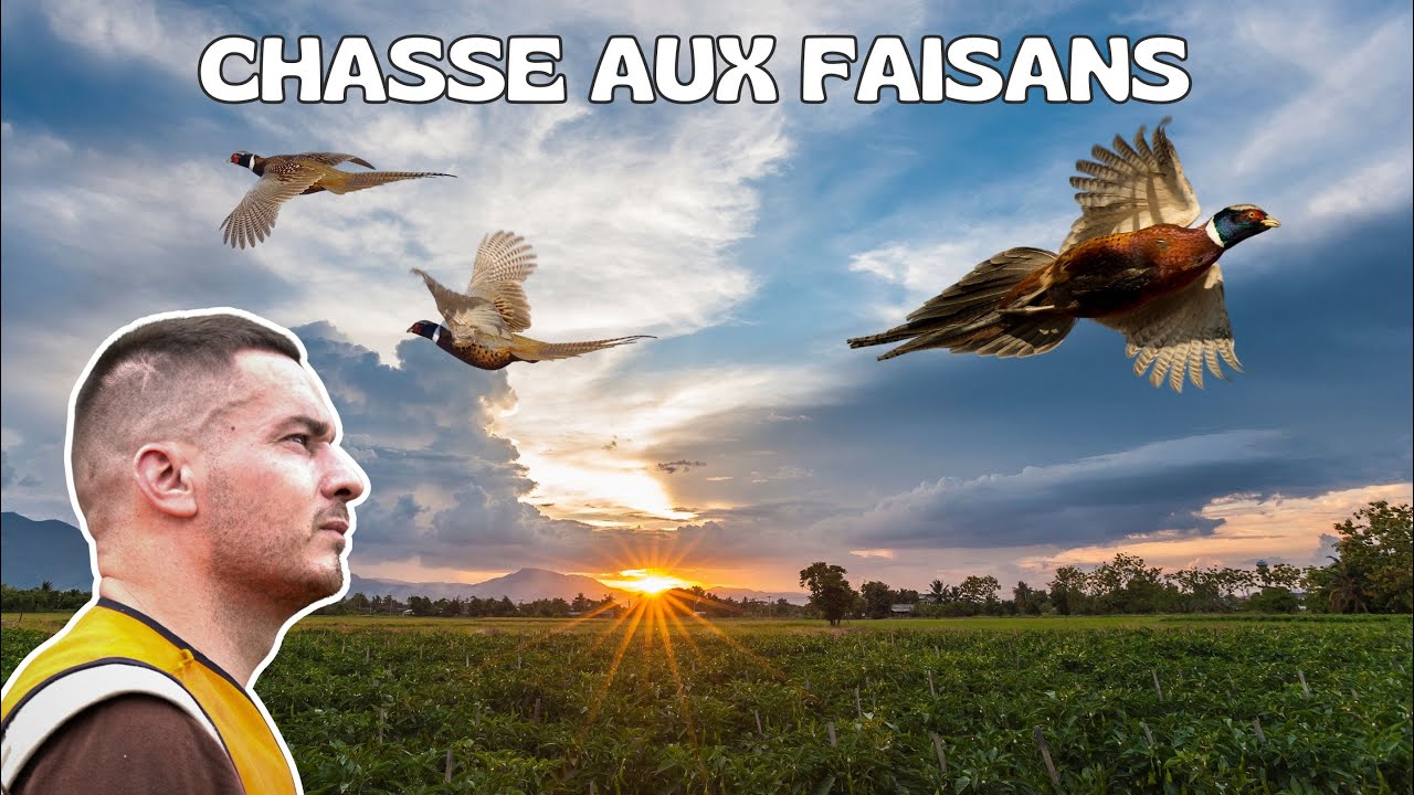 Охота на диких фазанов (4K)