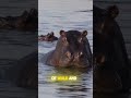 The hippo's true predator☠️ #HippoFacts#Hippopotamus#WildlifeWonders#SemiAquatic#HerbivoresWithABite