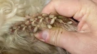 #Animalrescue Mangoworm Removal Compilation, Vet Treat To Dog From Worm