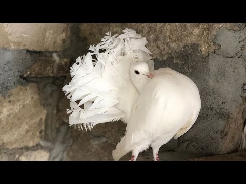 Dekorativ və çox