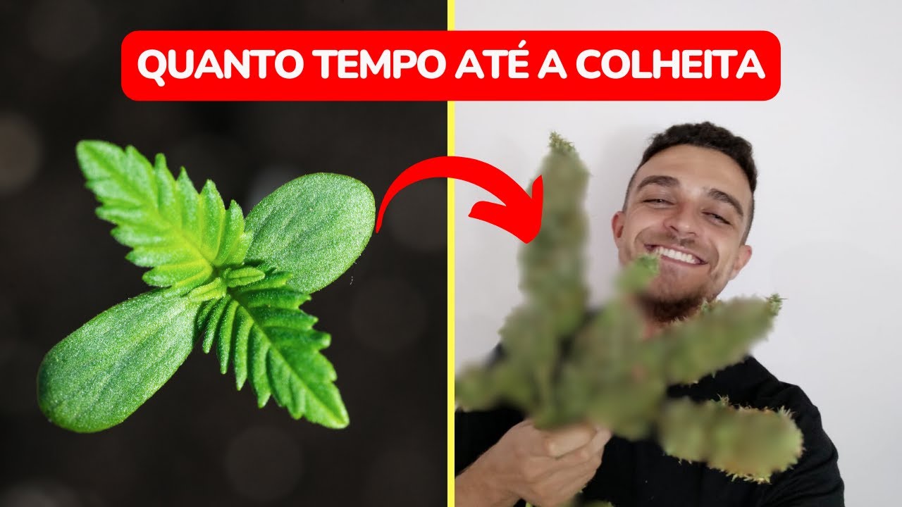 Quanto tempo demora a colheita da planta?
