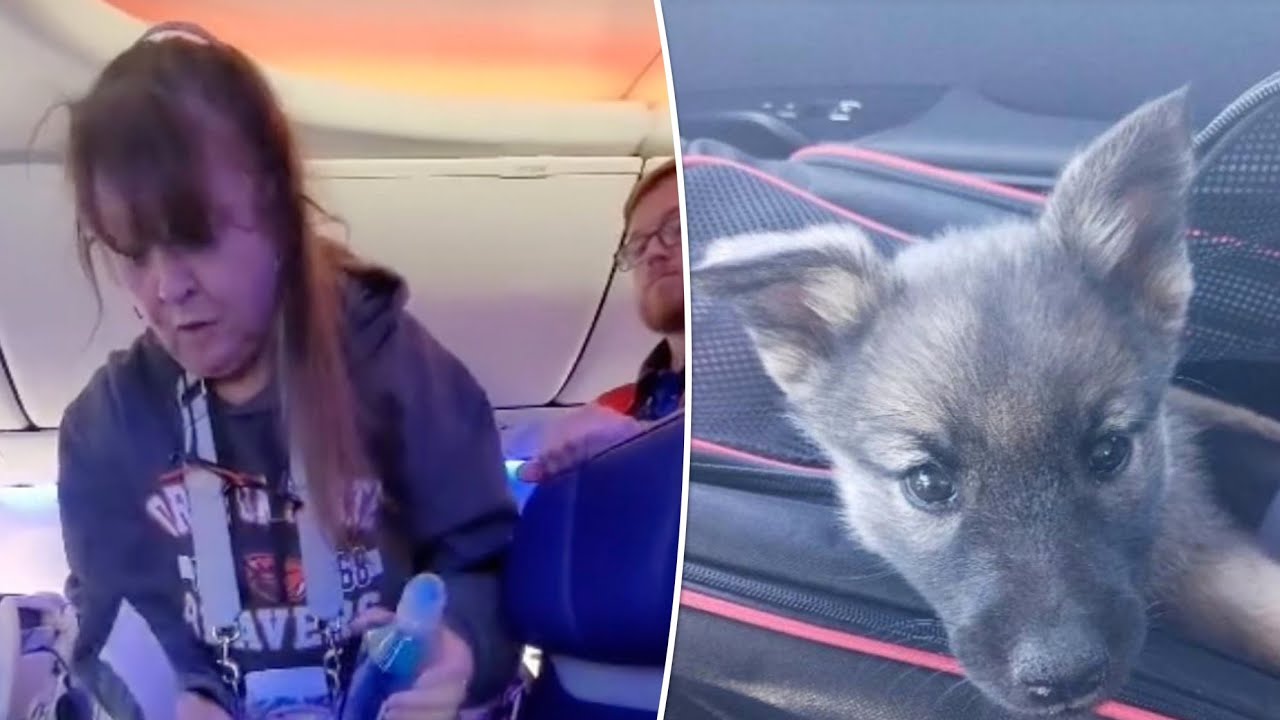 Woman Kicked Off Southwest Flight for Petting Newly Adopted Dog, Other ...
