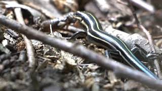 Common Five-lined Skink eating a bug