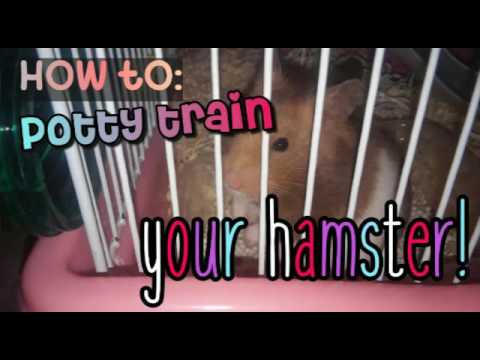How to potty train your hamster!