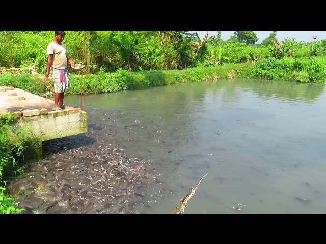 Awesome! Global Aquaculture Fish Production in Asia   Million Big Catfish Eating HD class=