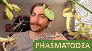 Phasmatodea: Stick and Leaf Insects  Order Spotlight