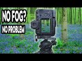 Do woodland photos really need fog