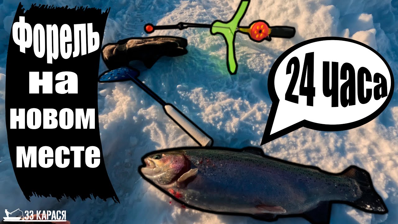 Форелевая рыбалка на платном пруду просто ТОП, #33карася #рыбалка 2026