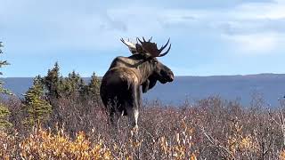 Moose Hunting 2022