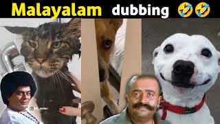 Malayalam comedy dialogues dubbing animals acting | funny video | jk7trolls