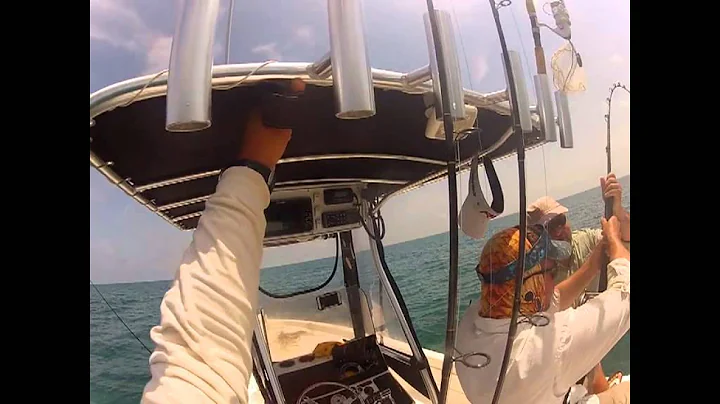 Giant Boca Grande JewFish  Goliath Grouper