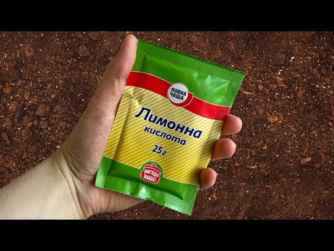 Вот Зачем Использовать ЛИМОННУЮ КИСЛОТУ в Огороде Осенью!