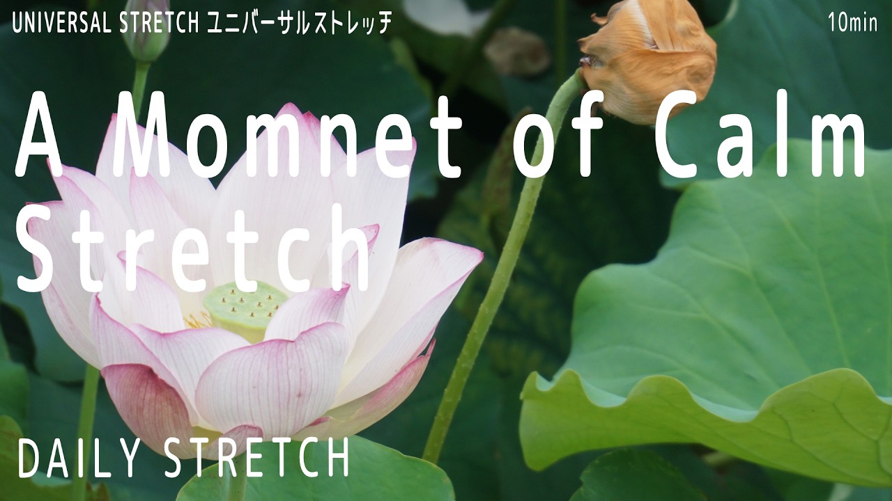 【Daily Stretch】A Moment of Calm Stretch