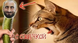 Новые серии Приколы с котами и смешная ОЗВУЧКА – кот Мурзик блошкин  срулунтик 2019