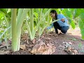 Cut taro stalk from grandmother back yard for cooking / Taro stalk recipe / Cooking with Sreypov