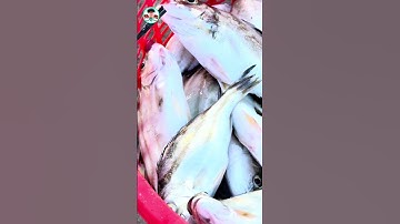 Cá on tươi bà con mới đi đánh bắt vào #duyanhvlog #videogiaitri