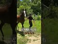 【2024.07.22】ノア号🐴 よかったね!!肥育場から引退馬保護ができた馬の放牧。#引退馬 #保護 #リタッチ馬 #ノア