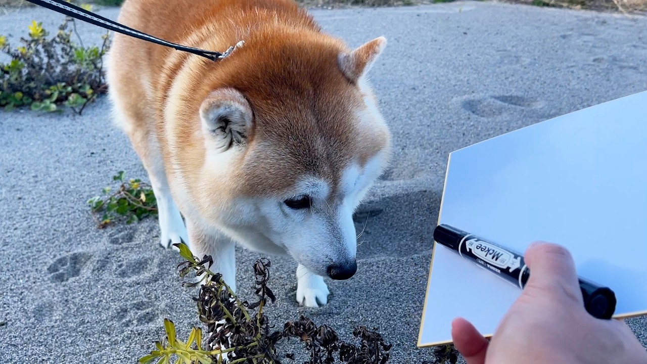 Even though Shibe has only appeared on TV once, he refuses to sign