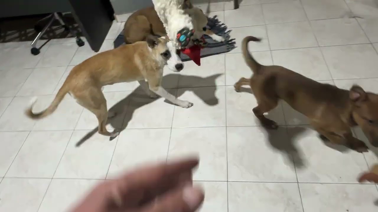 Chachorroterapia 😍 es encantador 