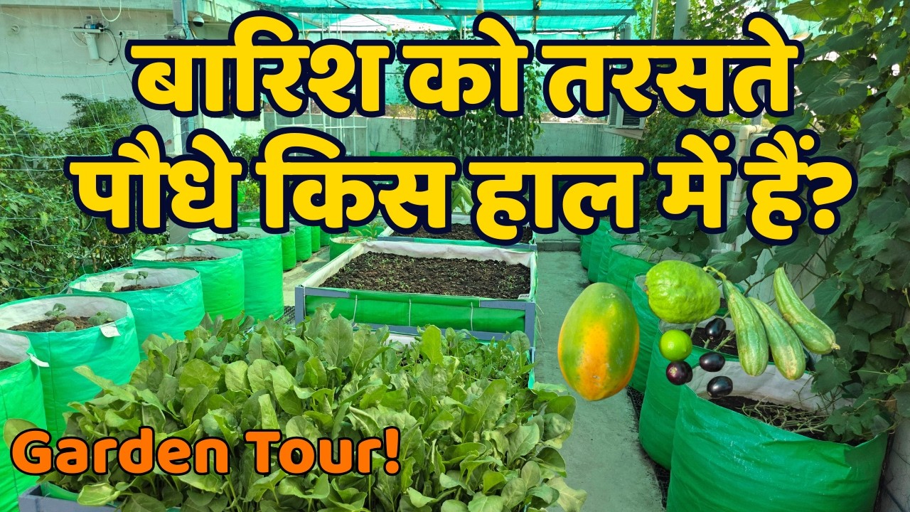 बारिश नहीं आई — और मेरे पौधों का यह हाल हो गया! | गार्डन टूर और प्लांट अपडेट | Terrace garden tour