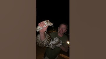 This is an African Rock Python - a very successful predator in the African bush! 🐍🙌🏻