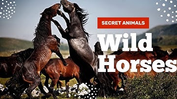 The Language of Wild Horses: Decoding Their Communication #secretanimals @secret_animals