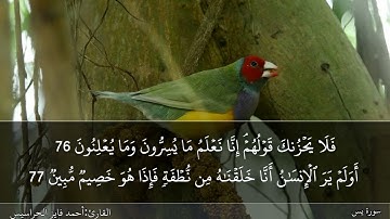 الصفحة 445 سورة يس القارئ المهندس أحمد فايز الحراسيس