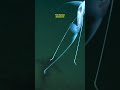 Song: Kaji 🐟 #indieartist #musicsingle #indieelectronic