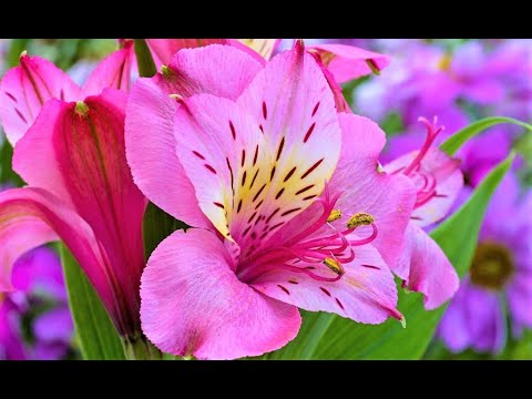 Video: Deadheading Alstroemeria Flowers – kas peaksite Alstroemeria taimi tagasi lõikama