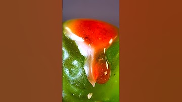 Extreme Close Up Of Candle Wax On A Gummy Bear #macro #slowmotion #satisfying #asmr
