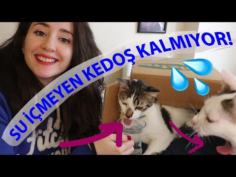 Video: Kedinize Nasıl Su Içirirsiniz