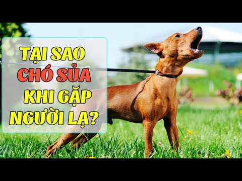 Video: Tại sao chó sủa