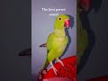 parrot sound 🫶🏻... #parrot #viral #birds #survival #talkingparrot #logcabin #funny #timelapse