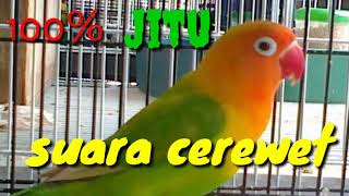 Lovebird cerewet cocok untuk lovebird mudah bisa ngekek panjang