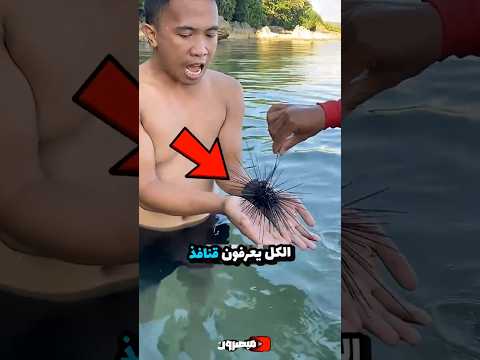 لن تصد ق شكل قنفذ البحر تحت المجهر