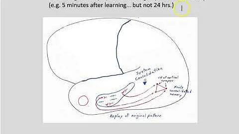 System consolidation part 7 hippocampal replay and sleep 2019