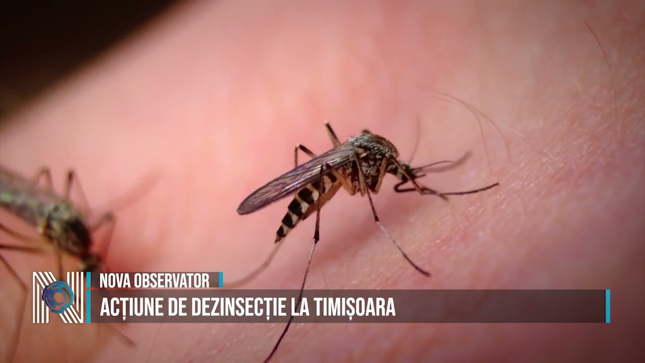 Acțiune de dezinsecție la Timișoara 