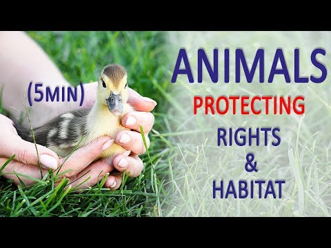 Video: Wie schützen wir den Lebensraum von Tieren?