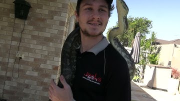 Massive carpet python from Northlakes, Queensland, Australia