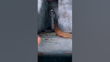 Top 3 loài vật khắc tinh của rắn độc, mà có thể bạn chưa biết.