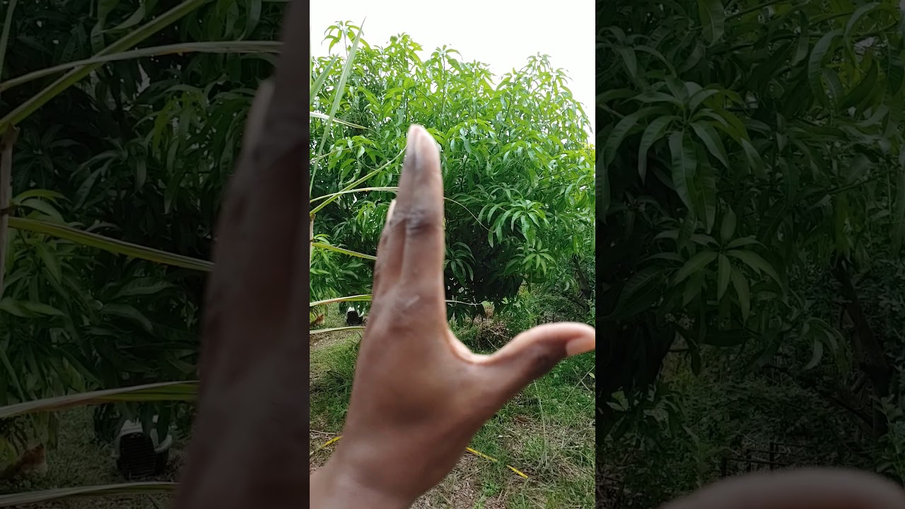 Graham mango treeπ³ππ³ππ³ππ³