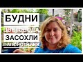 Будни цветовода | Обрезала папоротники | Новости со стеллажа | 22.08.2022г.