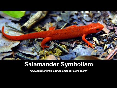 Video: Kodėl ugnies dvasia yra salamandra?
